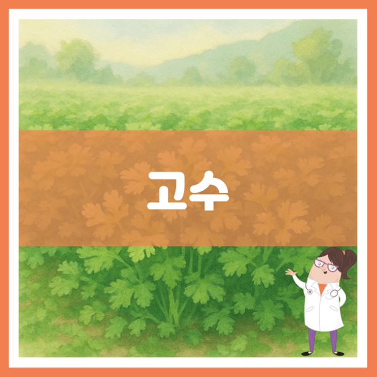  고수 효능 부작용 키우는 방법