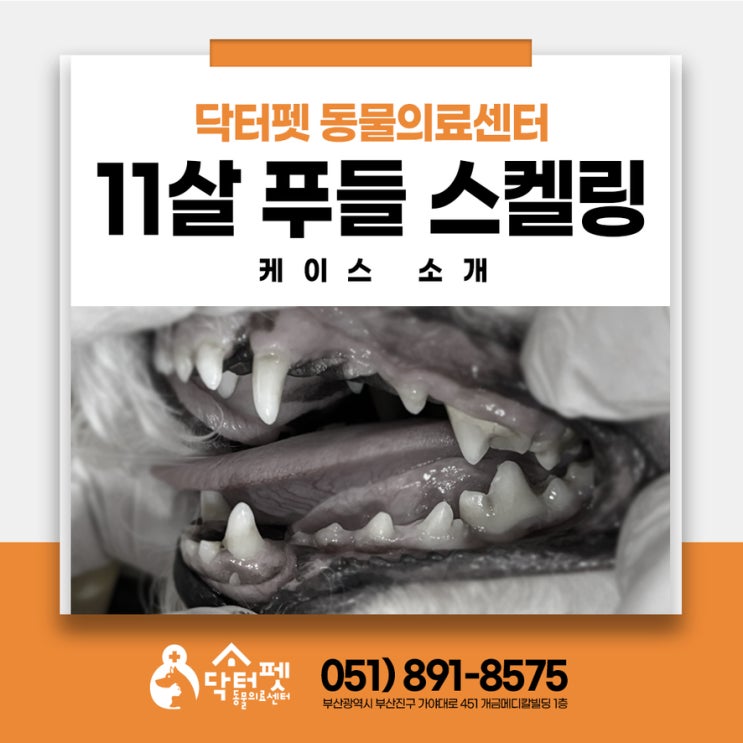  11살 푸들 밥먹을 때 한쪽으로만 씹어요 부산 강아지 스켈링 발치 치과방사선 동물병원
