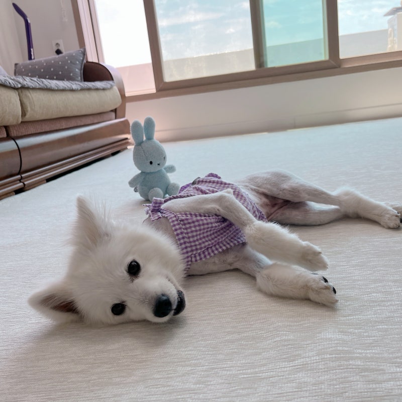 강아지 피하수액 장단점 주의점