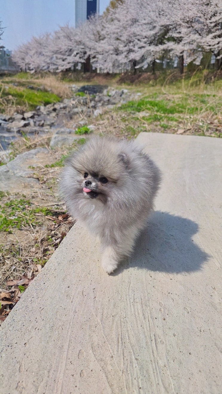  반려견 가족으로 맞이하고 싶다면? 청주 라라독에서 세종강아지분양 시작하세요!