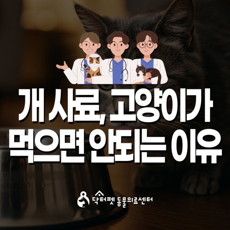  개 사료를 고양이가 먹으면 안 되는 이유! 육식동물 고양이의 필수 섭취 영양소