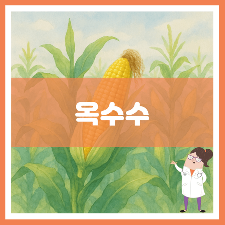  옥수수 효능 영양성분 부작용