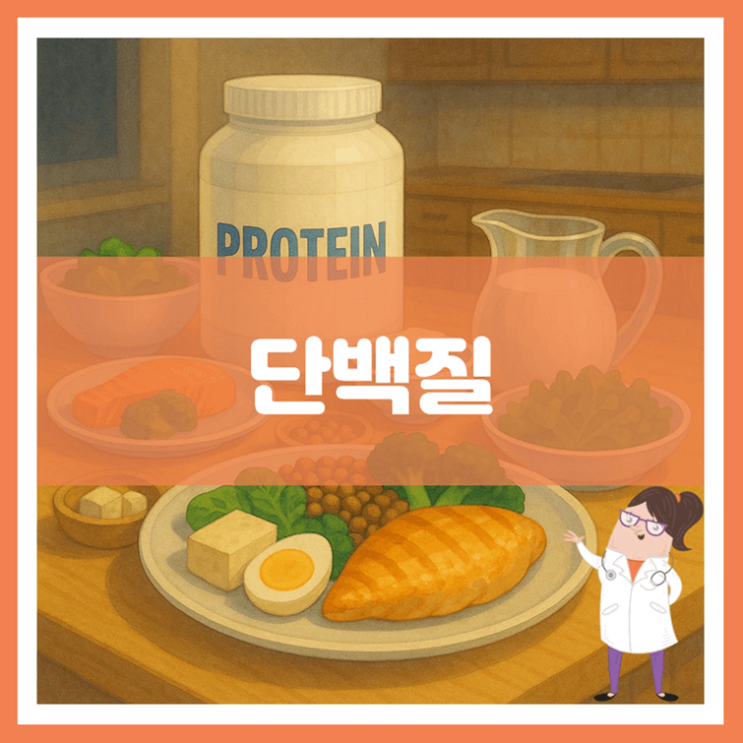  단백질 효능 섭취방법 부작용