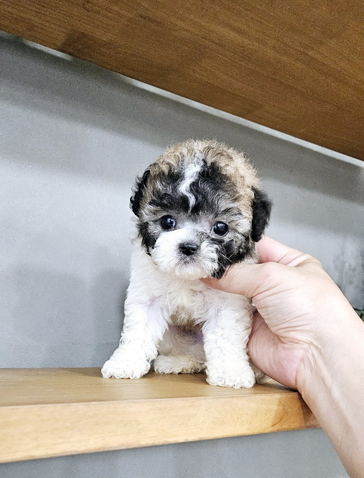  인천세이블 말티푸분양