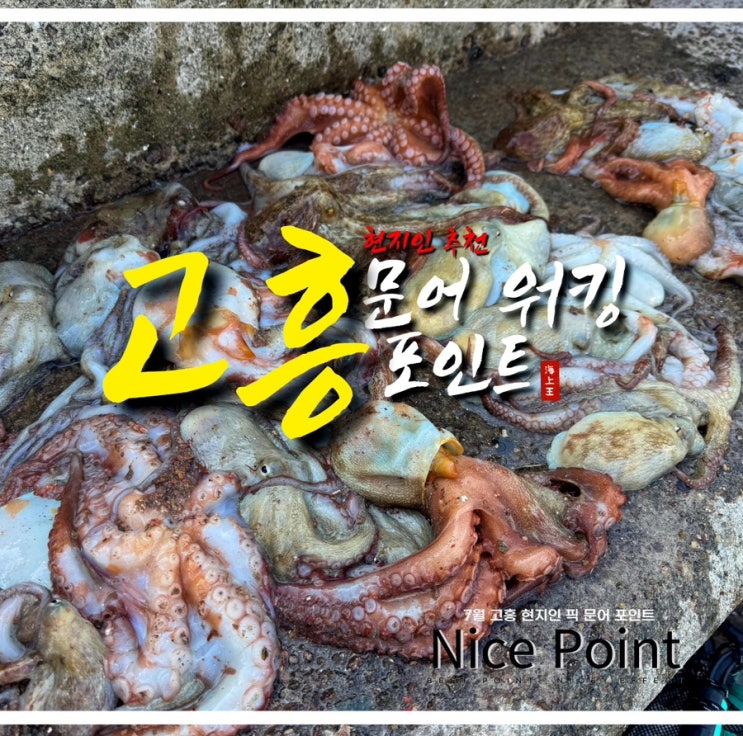  고흥 문어낚시 워킹 포인트 녹동항 46마리 잡은 곳 정리