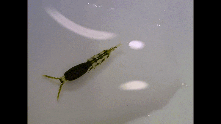  Monstrillidae sp. (2 Types: Podoplea: Neocopepoda ) 몬스트릴라-과의 1종 (2타입)