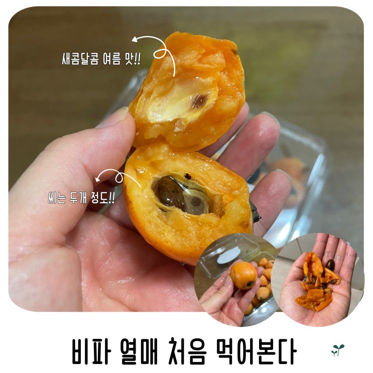  비파 열매 먹어본다 새콤달콤 건강한 여름 맛