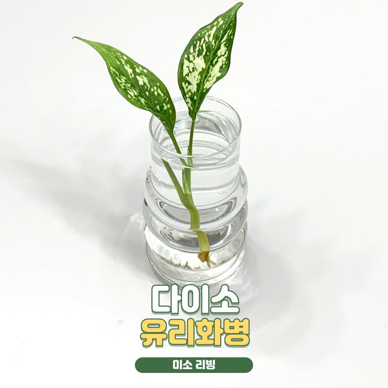 다이소 추천템 꽃화병 수경재배 감성 인테리어 소품