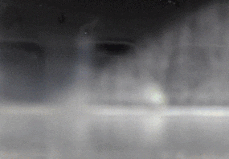  Uropterygiinae sp. ( tailfin moray eels ;  leptocephalus ; Muraenidae  )곰치과의 1종 렙토세팔루스 (2개체)
