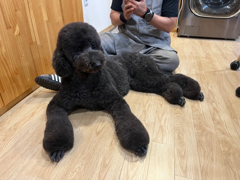 권라인애견미용
