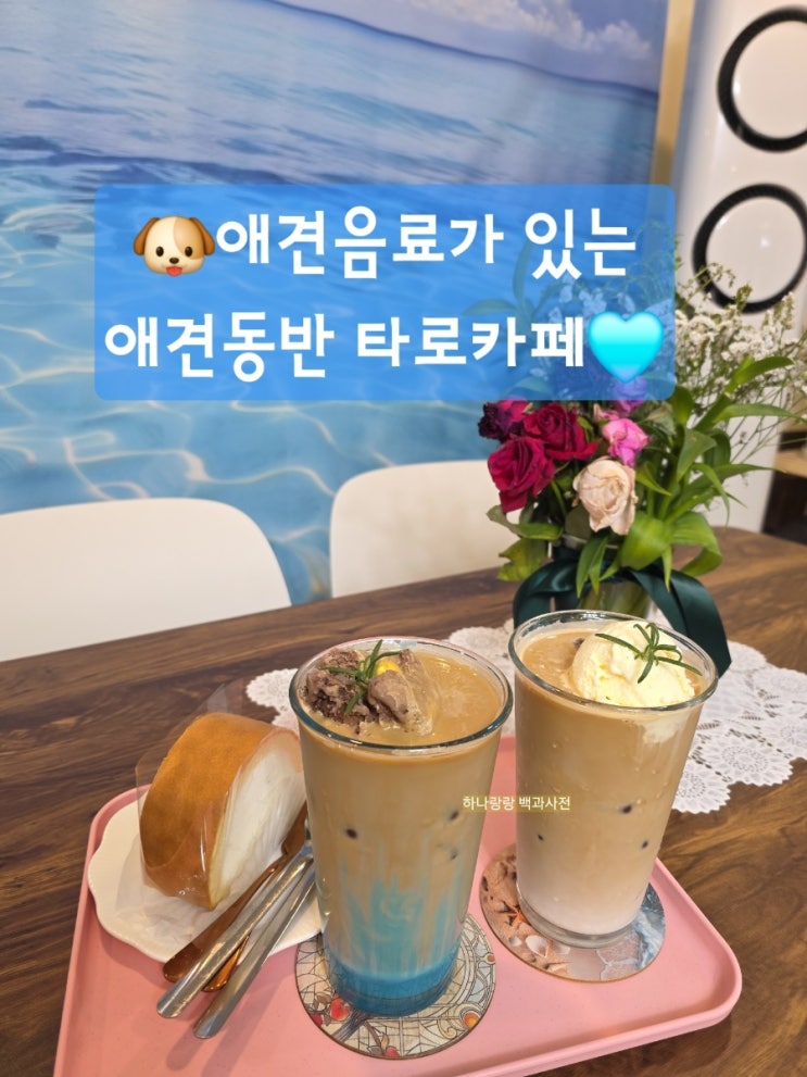  [경기 군포] 애견동반 가능한 타로보는 금정역카페 CAFE 용 궁 타로
