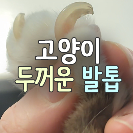  굵고 두꺼운 고양이 발톱 관리_노묘 그루밍 케어