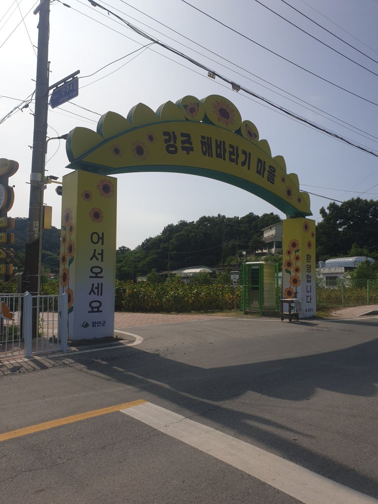  강주해바라기마을