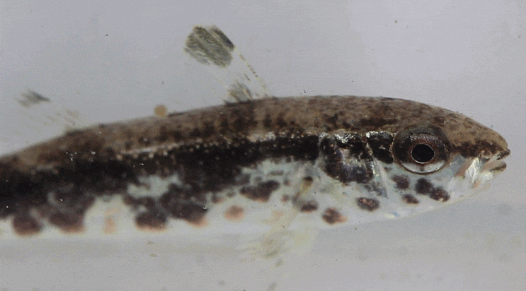  Upeneus tragula ヨメヒメジ   검은줄촉수(juvenile)