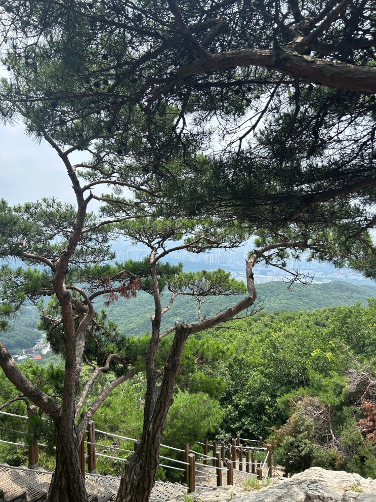  등린이 초보도 등산 가능한 수원 용인 광교산 형제봉 1코스 후기 (주차정보 얼음물 파는 곳)