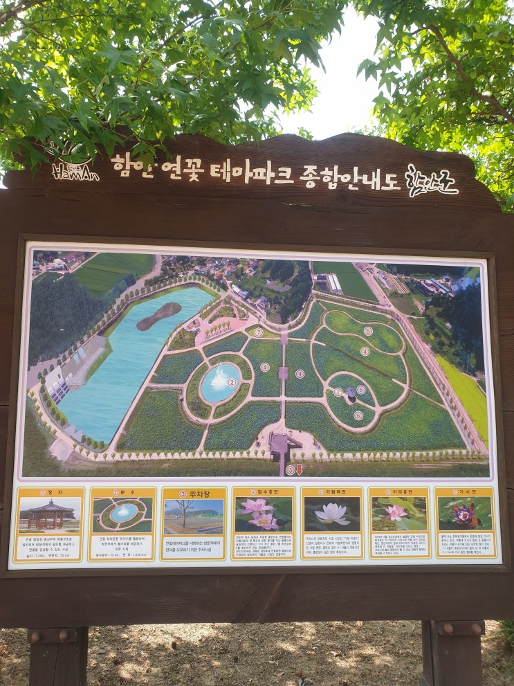  함안연꽃테마파