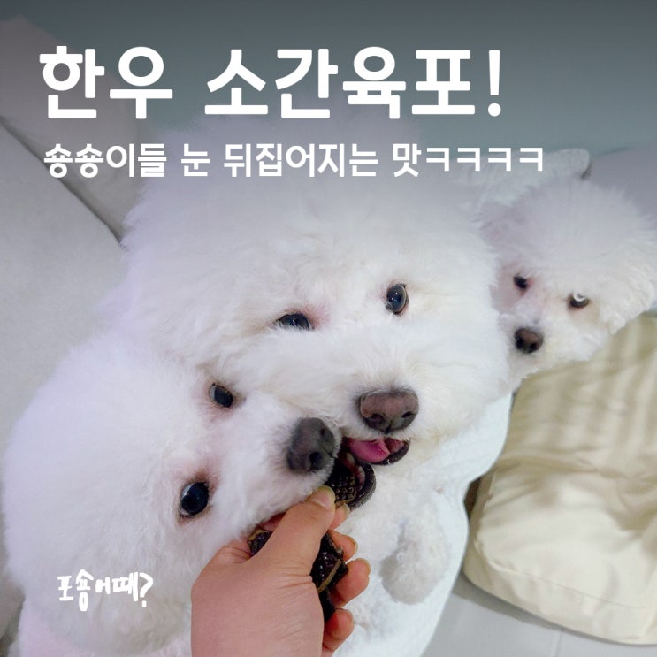  강아지 수제간식 추천, 눈물에도 좋은 소간육포! 오하나펫