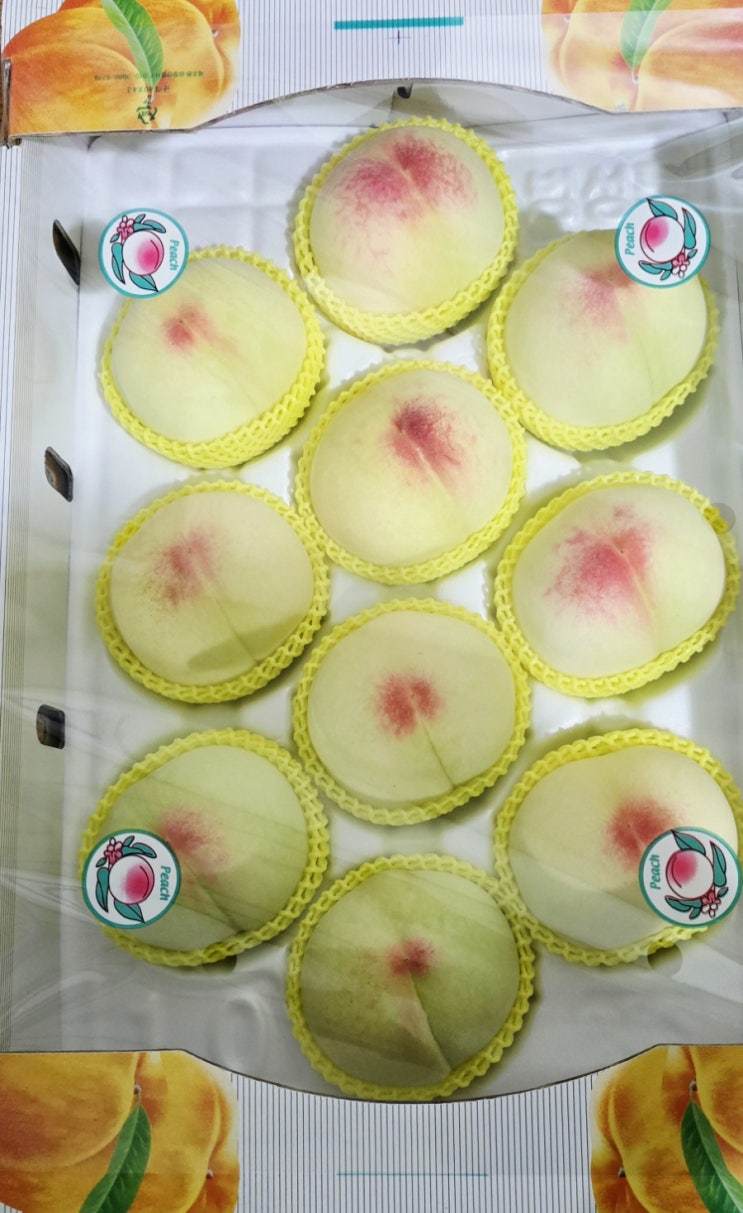  산정백도(영산백도) 수확 중 입니다  수확완료