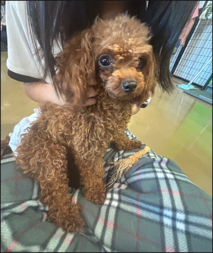  [송파애견까페] 도그존 애견카페 솔직후기 아이들도신나고 강아지들도 신난하루