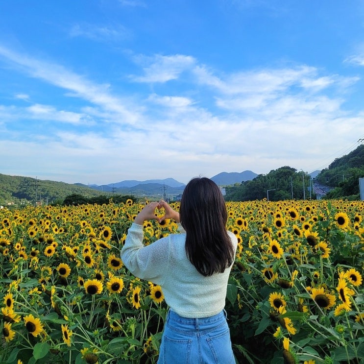  부산 7월 기장 데이트 철마 중리 곰내연밭 해바라기밭 개화 상태 주차