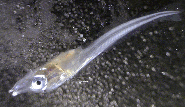  Trichiurus sp. (Larval-cutlass fish )  갈치-류