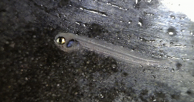  Iso sp. (surf sardine;ナミノハナ類 물꽃치 류) (possible)early juvenile life history