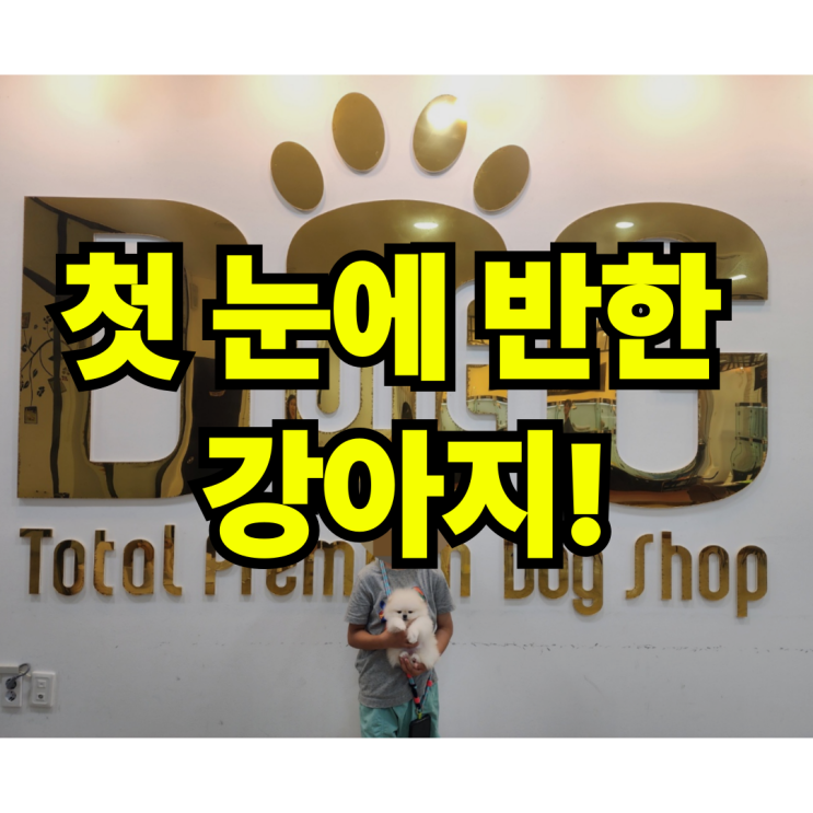  아이와 잘 맞는 강아지 어떤 견종이 좋을까요? 세종 강아지분양 전문 원독 애견센터 실제 크림포메 분양 후기