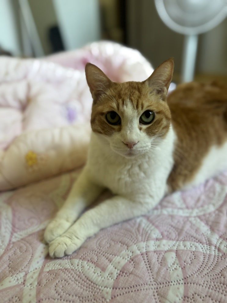  고양이 결장 림포마 결장 림프종 호스피스 일지 (D+59~D+64)