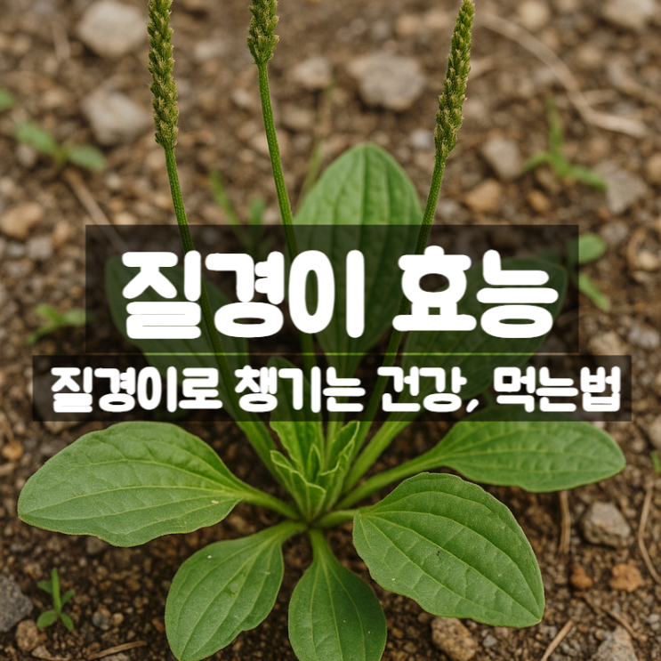  질경이 효능 부작용 먹는법 – 질경이차와 즙으로 챙기는 건강