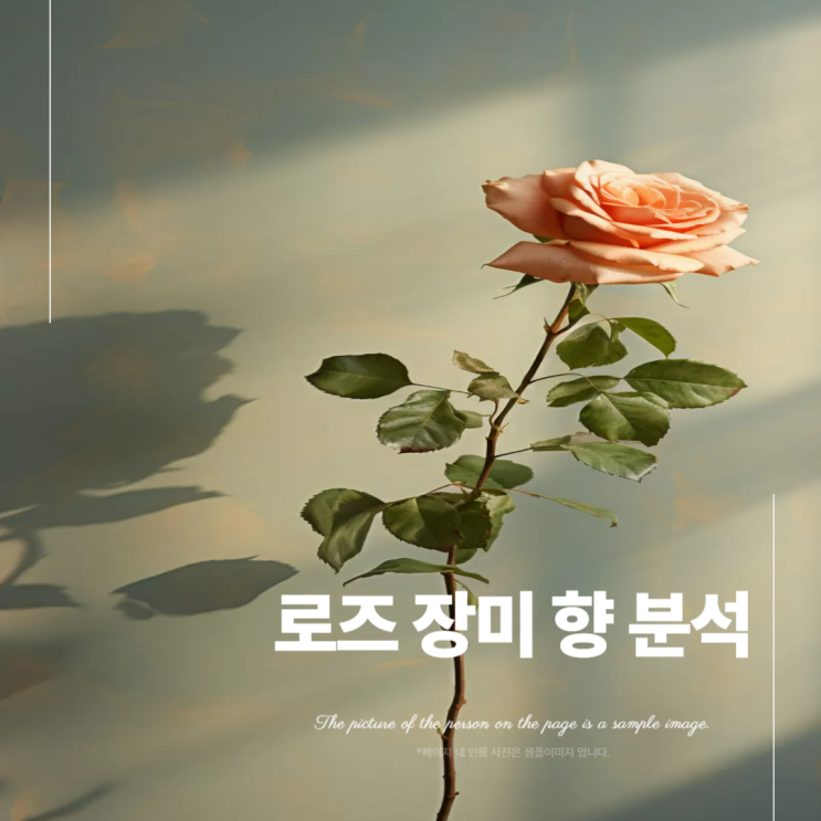  장미 향수 로즈 향 향료 분석