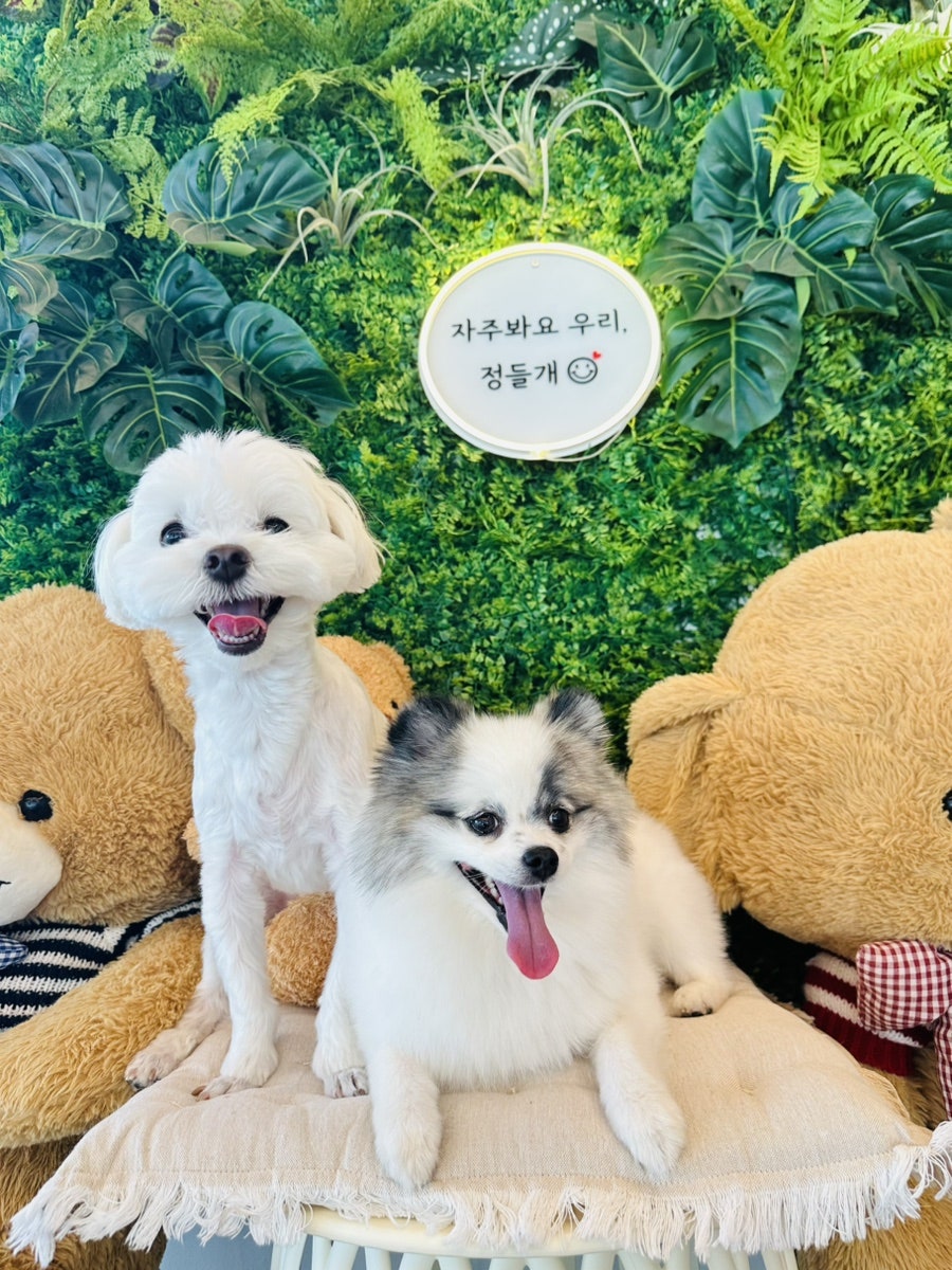 도그 프렌즈 사진 1