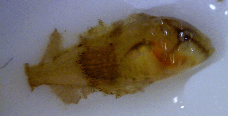  Paracentropogon rubripinnis  ハオコゼ미역치 ( Early Juveniles)