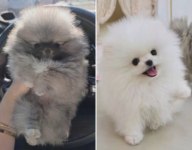  라라독 프리미엄 청주강아지, 청주애견샵에서 건강한 강아지를 맞이해요