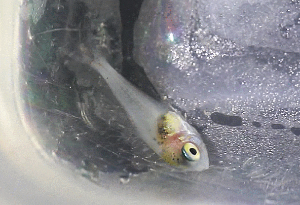  Pempheris sp. (possibly P. xanthoptera)  (early juvenile) ミズホハタンポ 남방주걱치 )