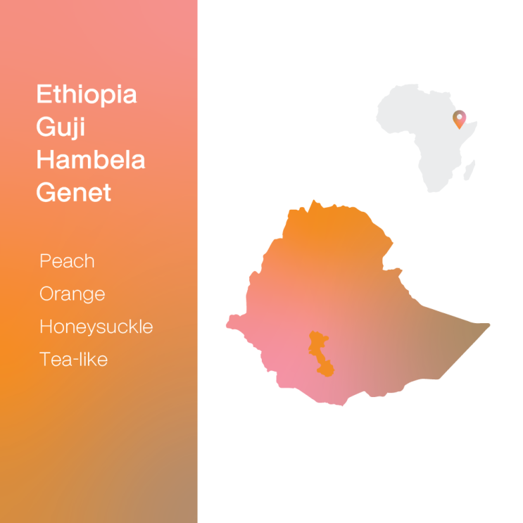  [생두 & 로스팅 리뷰] - 에티오피아 구지 함벨라 게넷 워시드 - Ethiopia Guji Hambela Genet Washed