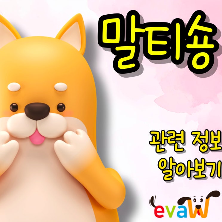  말티숑 작지만 특별한 반려견(분양, 가격, 미용, 성격)