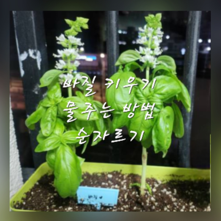  다이소 바질 키우기 물주기 순자르기 수경재배 방법