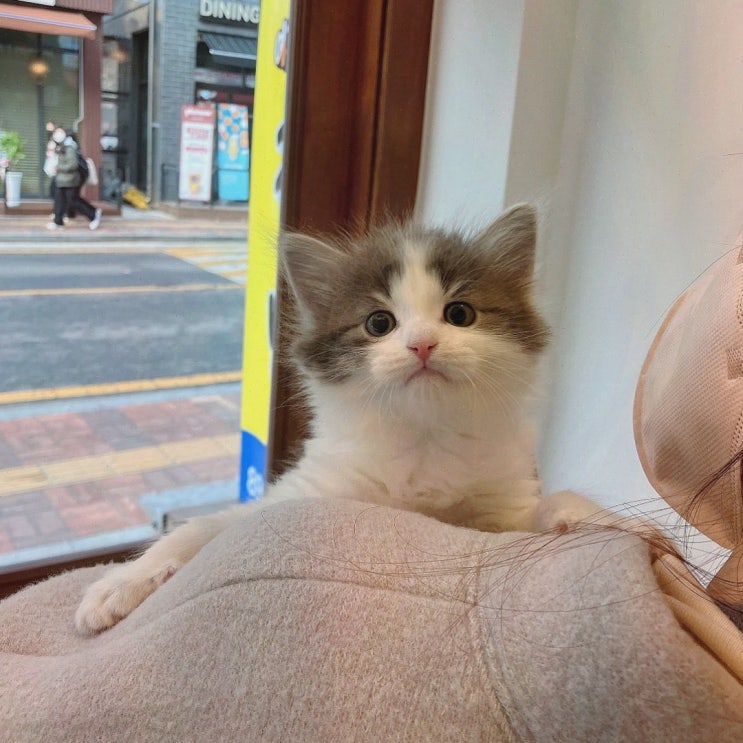  전문 관리와 다양한 품종을 갖춘 천안고양이분양 퍼스트캣 본점, 아산고양이분양
