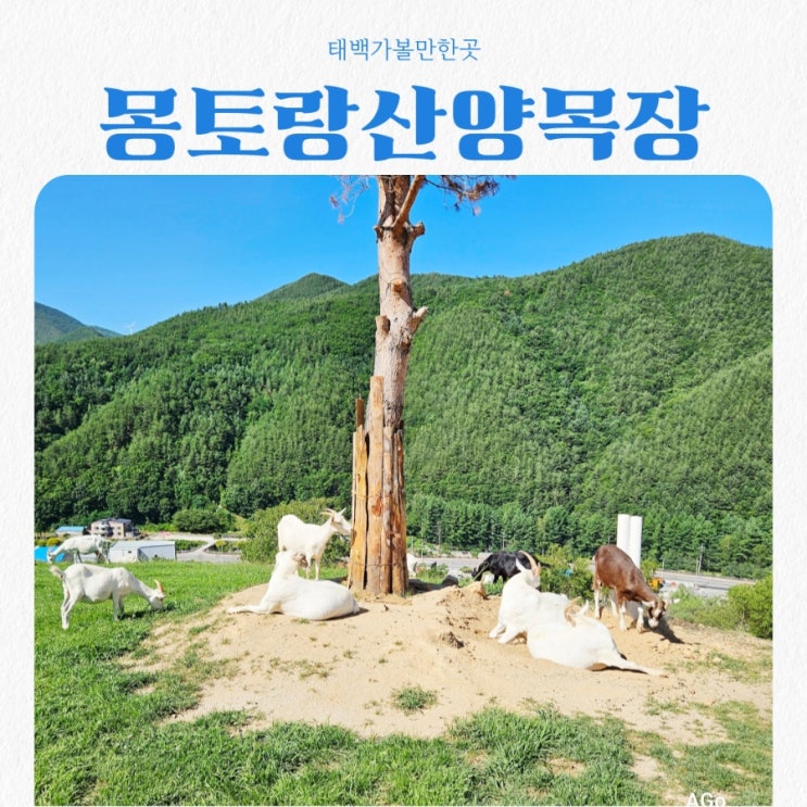  태백가볼만한곳 몽토랑산양목장 feat 인생 뷰맛집