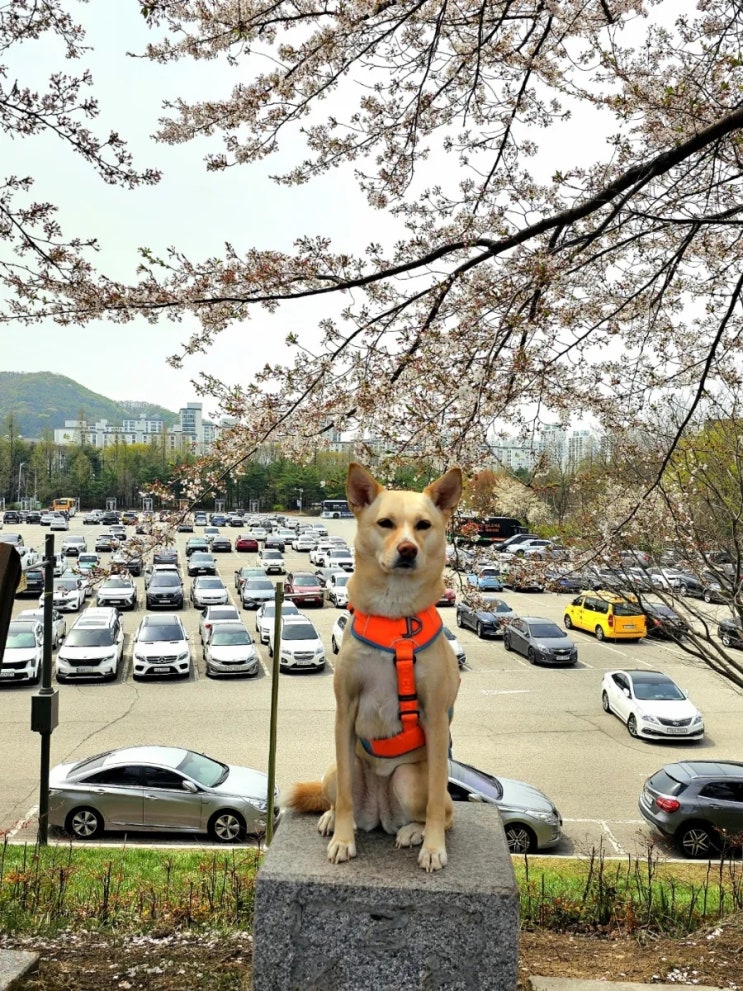  강아지 MBTI 결과: 하니는 똘똘이+츤데레 조합