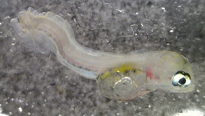  Arctoscopus japonicus (newly hatched yolk-sac larva) ハタハタ 도루묵