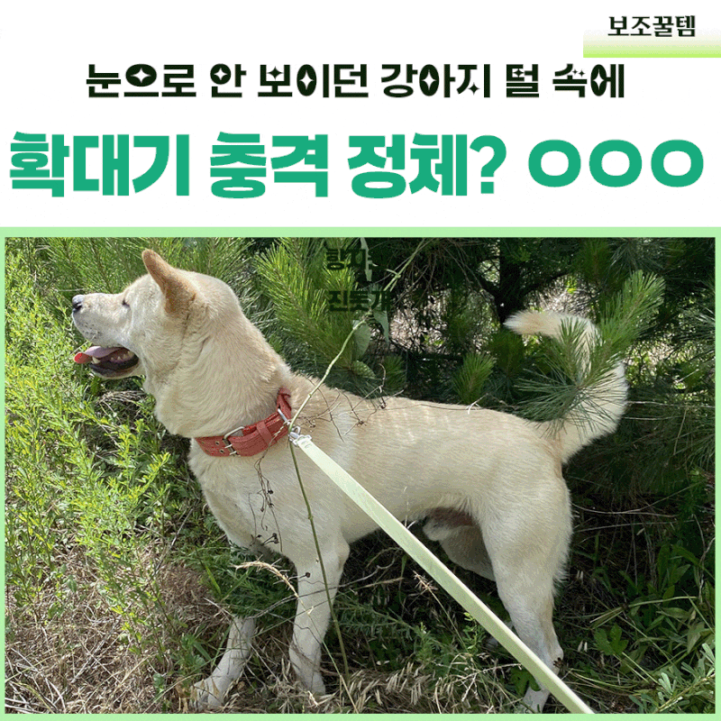 강아지 진드기 눈으로 안 보이던 아이폰 확대기 충격 정체