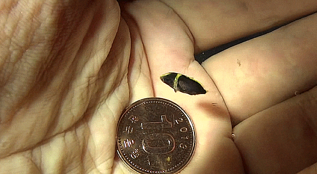  Chaetodontoplus septentrionalis (early juvenile) キンチャクダイ 청줄돔