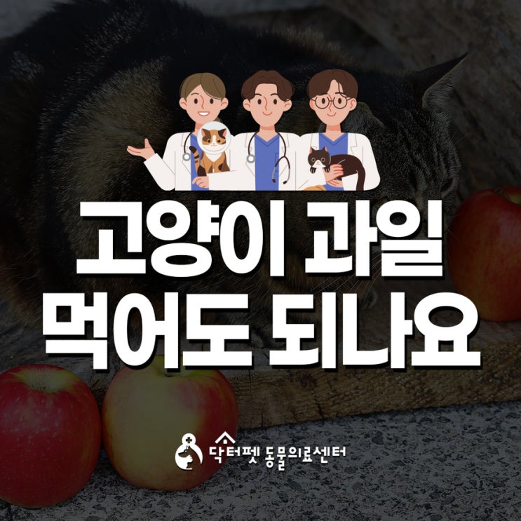 고양이 과일 먹어도 되나요?단맛 미뢰 비타민C 간식