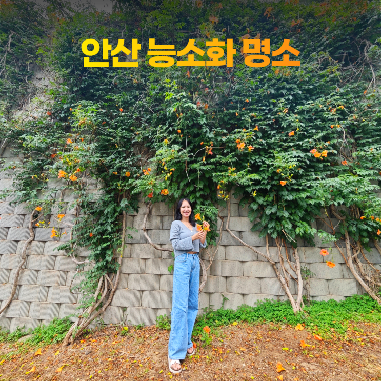  안산 능소화 명소 반월정수장 주차