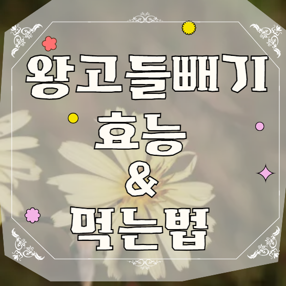  왕고들빼기 효능 먹는법 (잎 뿌리 꽃)