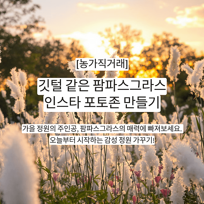 팜파스그라스 모종 3종 으로 완성하는 감성 정원