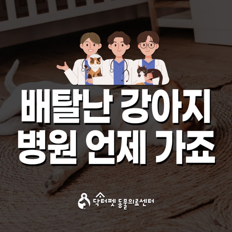  강아지 배탈 병원에 언제 데려가야 할까요 부산 내과 동물병원 복통 설사 구토