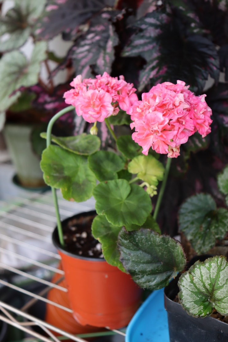 7월의 제라들 프릴프릴스윗, 달보드레, 위드로망스, 프리티핑크베리, 동백이, 레드판도라