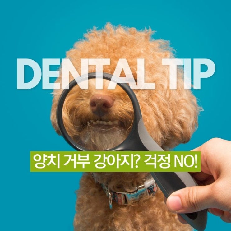  양치 거부하는 강아지? 구강스프레이 하나로 치석 관리 끝낸 내돈내산 후기